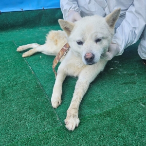 제주 동물보호센터_450650202500813